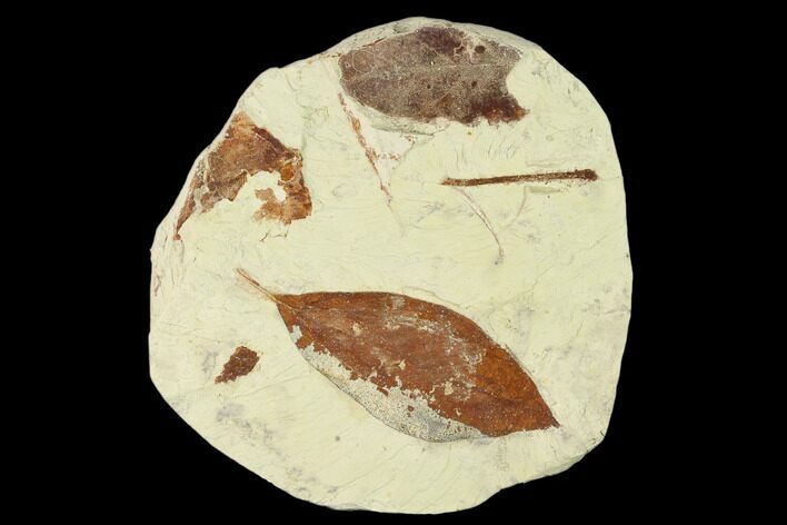 Miocene Fossil Leaf (Cinnamomum) - Augsburg, Germany #139461
